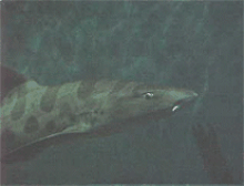 Shark 2