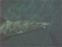 Shark 2