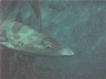 shark