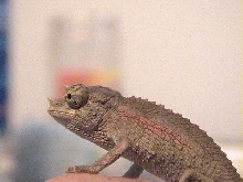 3 month male blue jackson