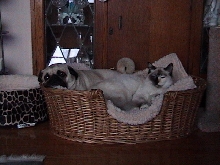 zeus and coco
