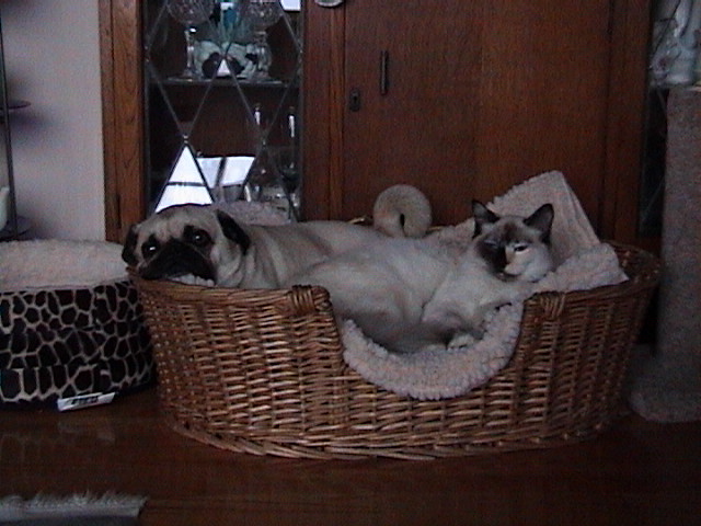 zeus and coco
