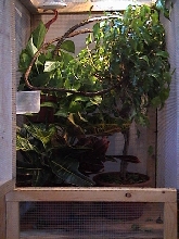 female jackson's cage