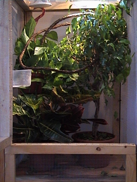 female jackson's cage