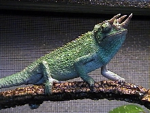 jackon's chameleon