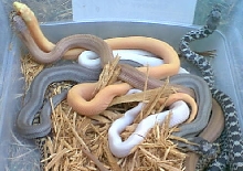 speckled variations