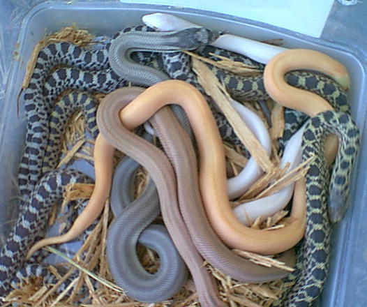 speckled bullsnake