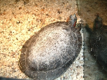 Herby