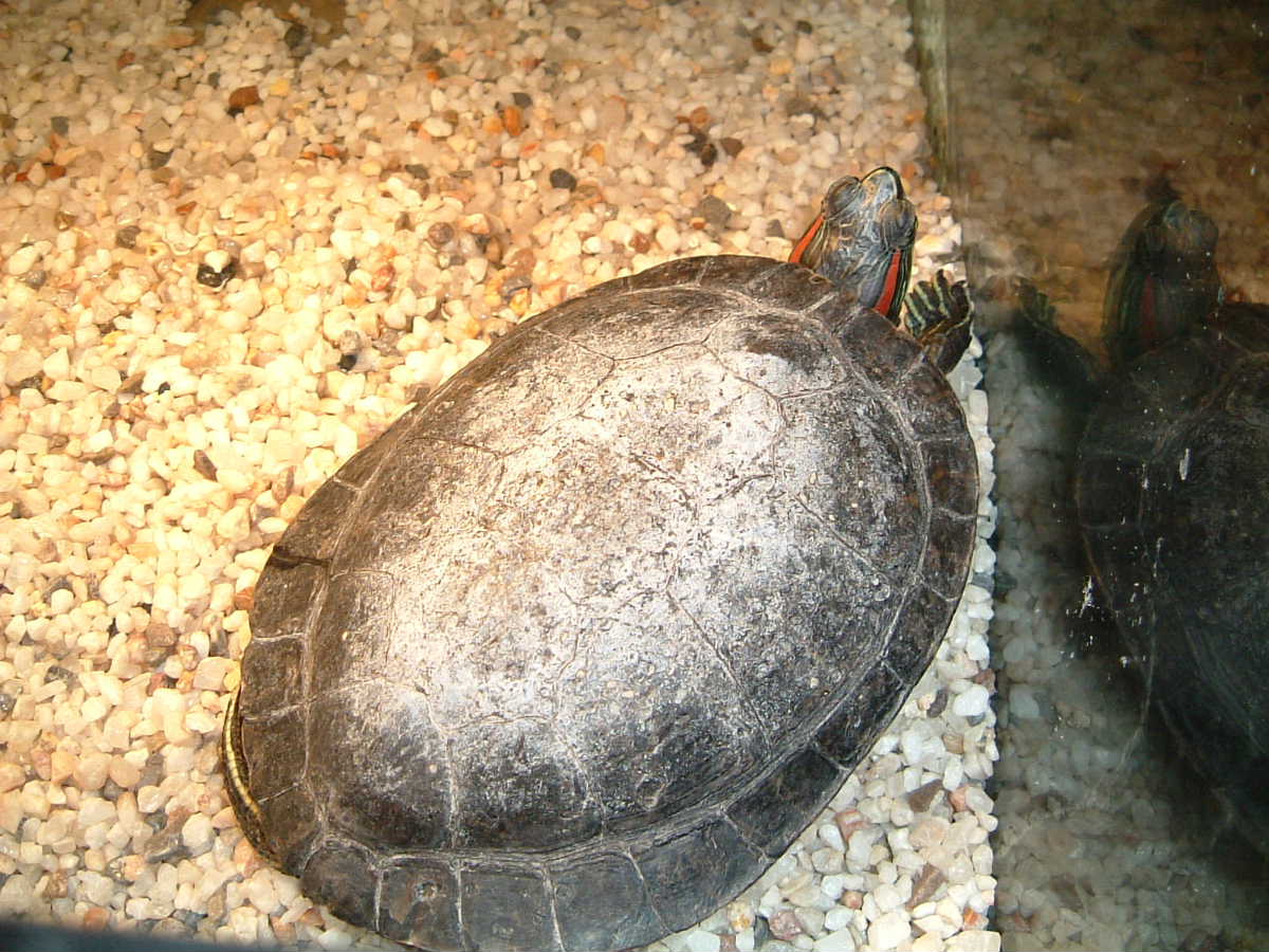 Herby