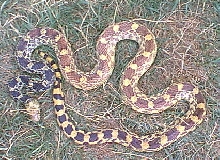speckled x amel