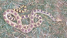 speckled x anerythristic