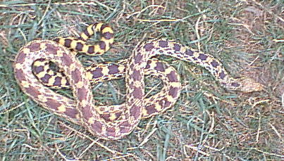speckled x anerythristic