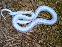 Leucistic Bullsnake