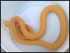 amel. speckled