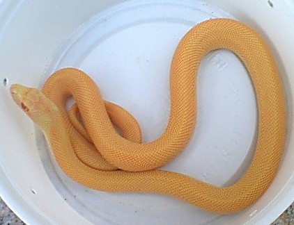 amel. speckled
