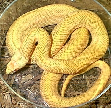 amelanistic, speckled bulsnake - male