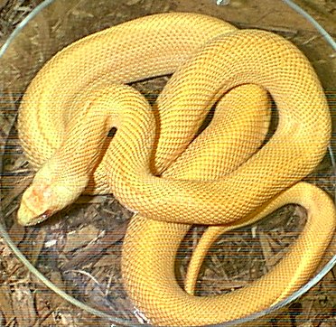 amelanistic, speckled bulsnake - male