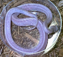 broadband bullsnake