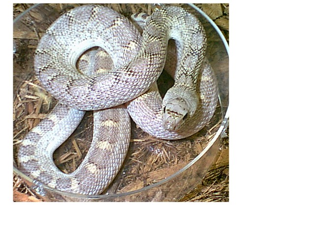 White sided