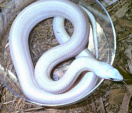 Almost leucistic bullsnake