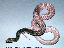 Speckled/Axanthic