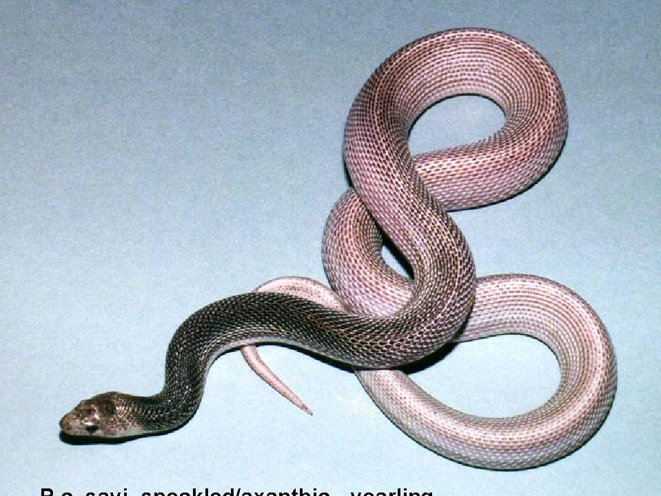 Speckled/Axanthic