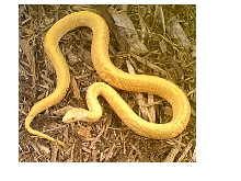 speckled, amelanistic bullsnake