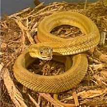 male speckled bullsnake