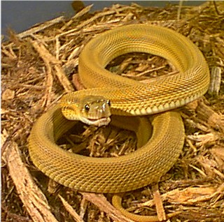 male speckled bullsnake