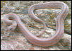 speckled/broadband bullsnake 8-5-02