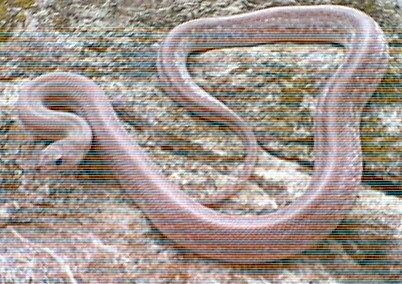 speckled/broadband bullsnake 8-5-02