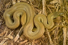speckled female bullsnake
