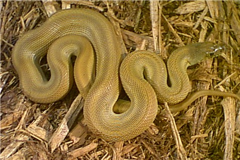 speckled female bullsnake