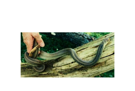 Speckled Bullsnake - original wild caught
