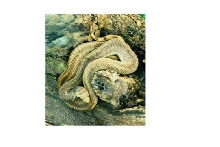 Speckled Bullsnake - original