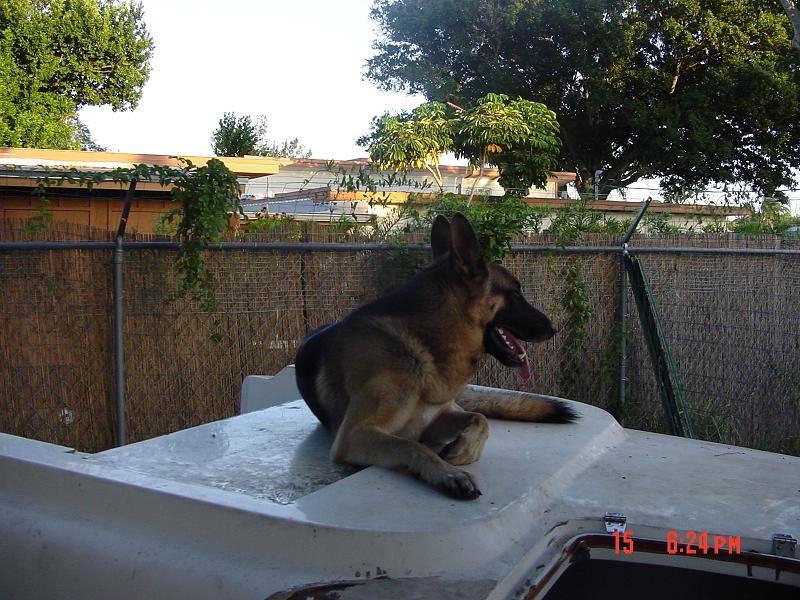 edgar watching the yard