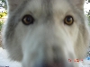 elvis close up
