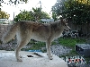 elvis watching the yard