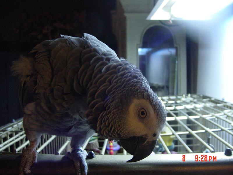 skybird eyeing me