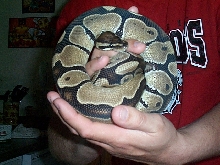 100% het albino