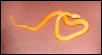 Amel/Speckled bullsnake