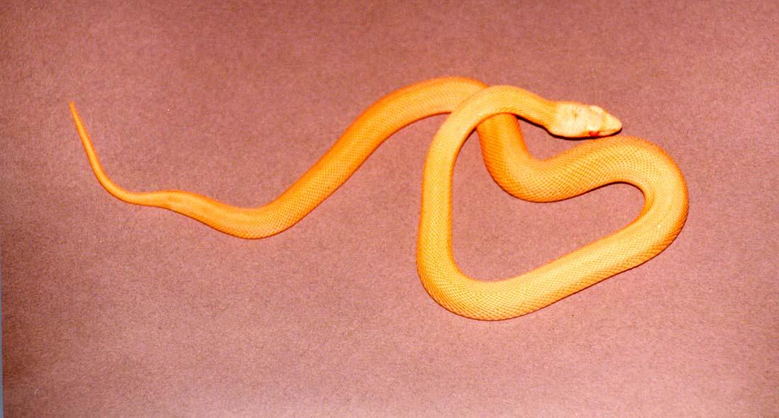 Amel/Speckled bullsnake