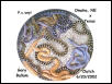 Bullsnake Clutch of 7-2-02