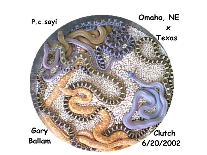 Bullsnake Clutch of 7-2-02