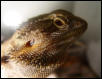 Head Shot