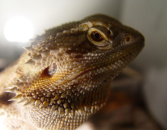 Head Shot