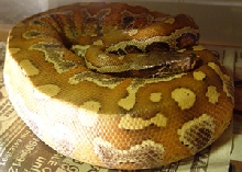 Blood Python