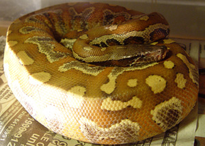 Blood Python