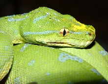 Green Tree Python