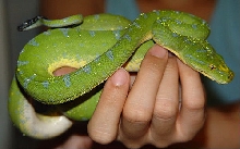 Green Tree Python
